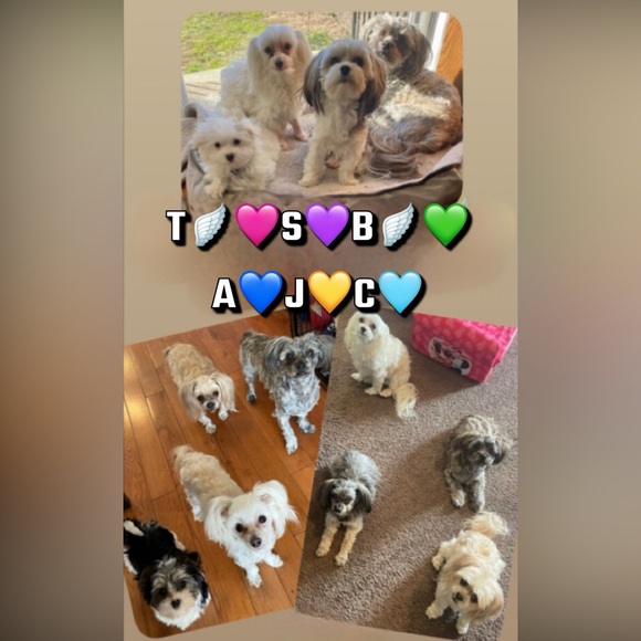 Meet your Posher, Tabitha - Picture 2 of 4